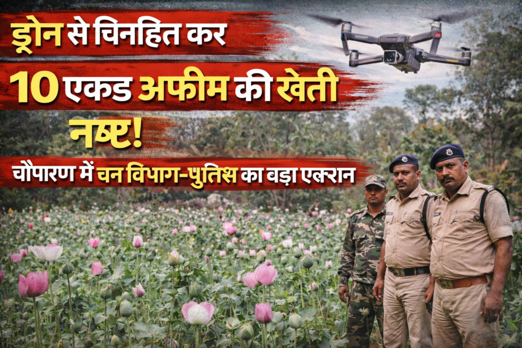 चौपारण ,Chauparan opium cultivation destroyed, illegal opium farming Jharkhand, Chauparan police forest department raid, drone action opium farming, Hazaribagh opium cultivation news, NDPS action Jharkhand